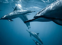 惨遭打脸！斯卢茨基赛前称不会专人盯防，如今被瓦科戴帽差点打哭